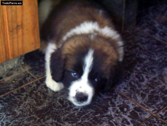 Foto del perro Baron