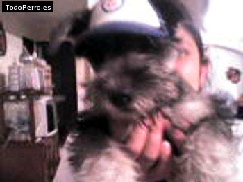 Foto del perro Beyse