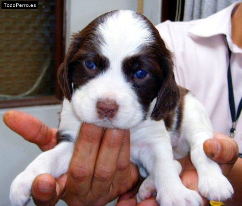 Foto del perro Kanu