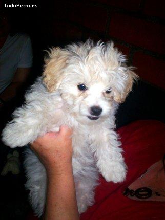 Foto del perro Sofy