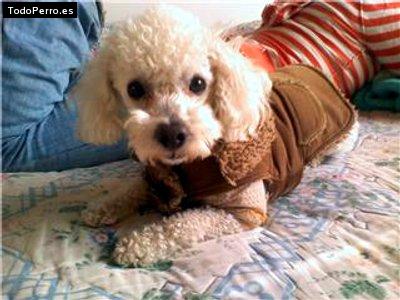 Foto del perro Nicolas