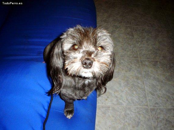 Foto del perro Tommy