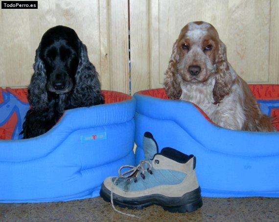 Foto del perro Lia y chanel