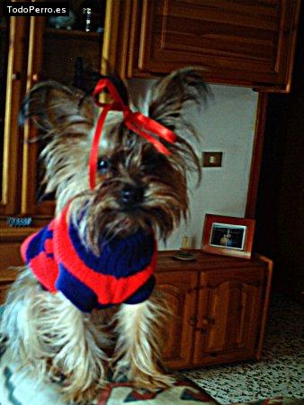 Foto del perro Nena