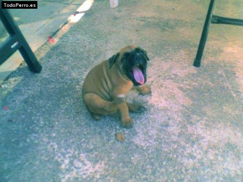 Foto del perro Boira