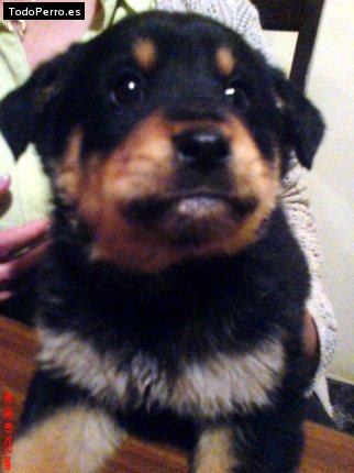 La foto del perro Chenns chiqui Foto del perro Chenns chiqui