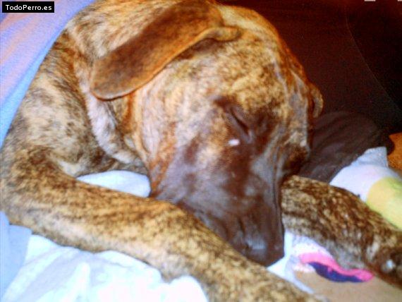 Foto del perro Shakur