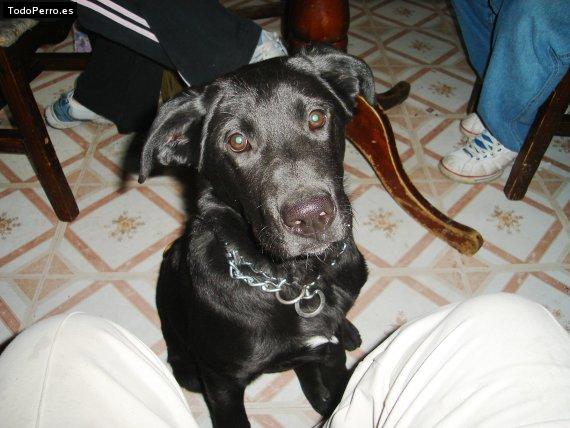 La foto del perro Cucho Foto del perro Cucho