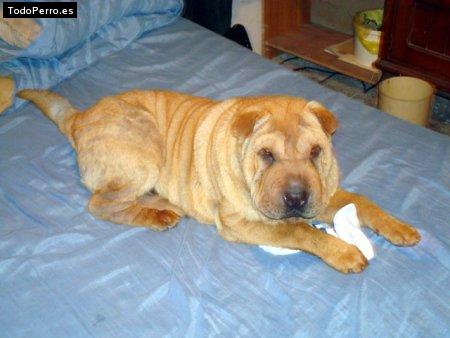 Foto del perro Rodni