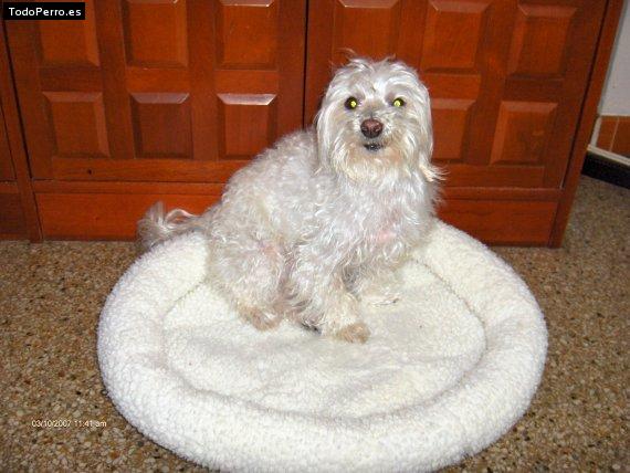 Foto del perro Munyeco