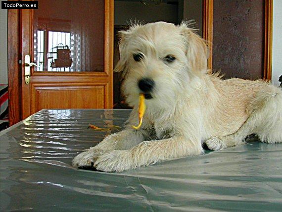 Foto del perro Reig