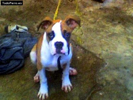 Foto del perro Eloe