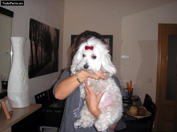 Foto del perro Noah