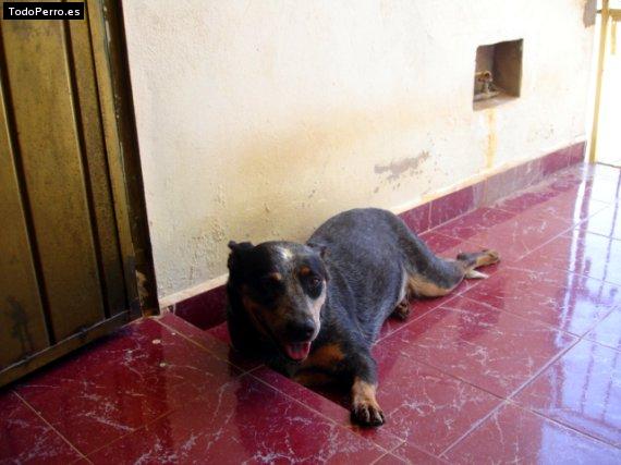 Foto del perro Iky