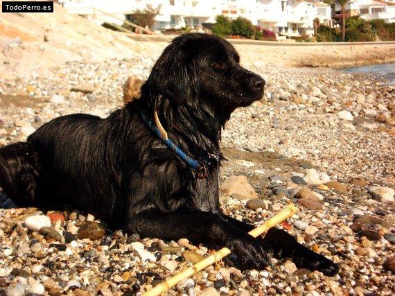 Foto del perro Nora