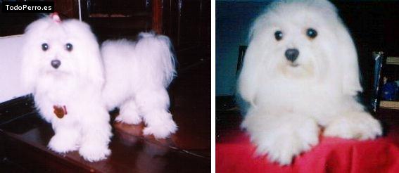 Foto del perro Baby