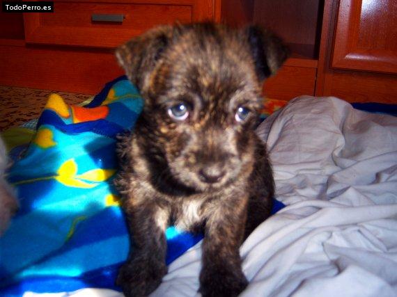 Foto del perro Sachina
