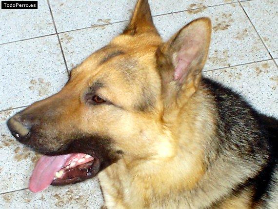 Foto del perro Mapu