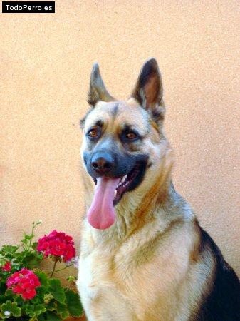 Foto del perro Iris