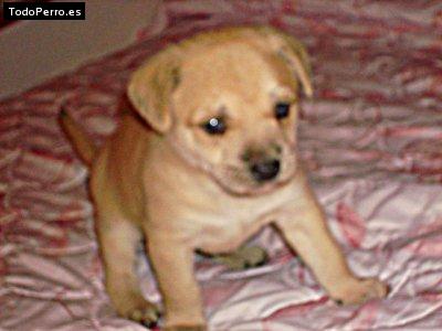 La foto del perro Chicharito Foto del perro Chicharito