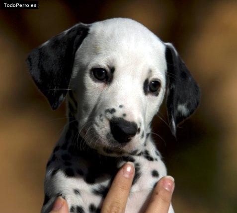 Foto del perro Lua