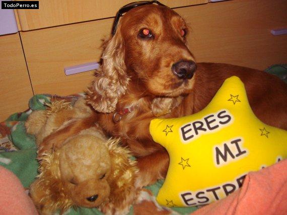 Foto del perro Blaki