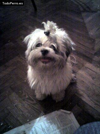 Foto del perro Theodoro