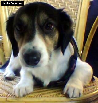 Foto del perro Byko