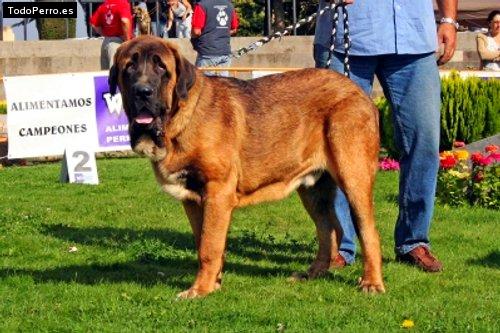 Foto del perro Aníbal de basillon