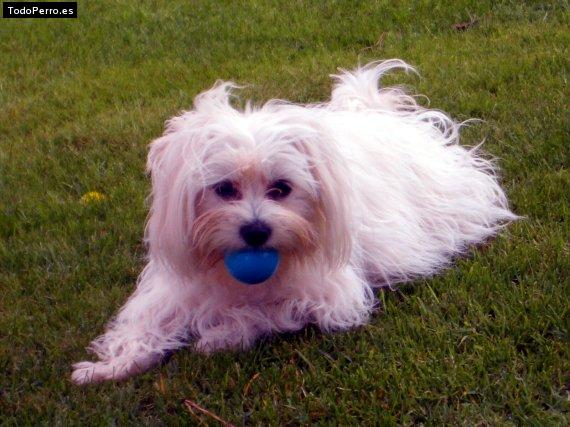 Foto del perro Betty