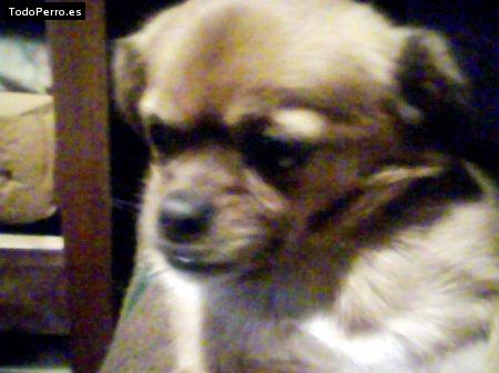 Foto del perro Cucky