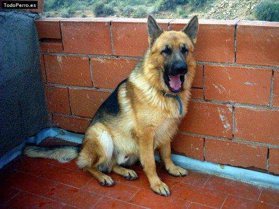 Foto del perro Rex