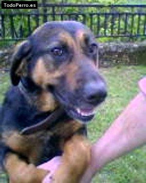 Foto del perro Baldufeta