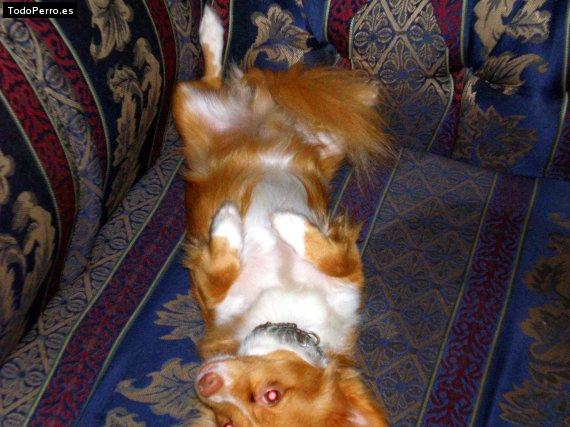Foto del perro Mushu