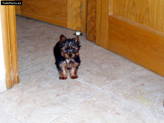 Foto del perro Sisy
