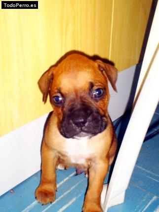 Foto del perro Bobby