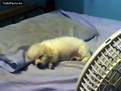 Foto del perro Bombom