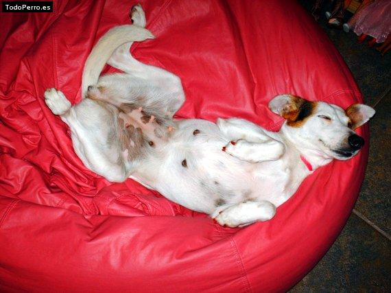 Foto del perro Cachi