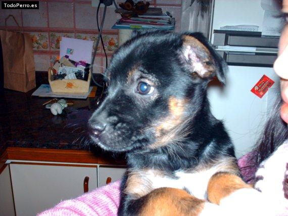 Foto del perro Mora