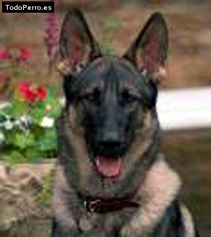 La foto del perro Ronaldhio Foto del perro Ronaldhio