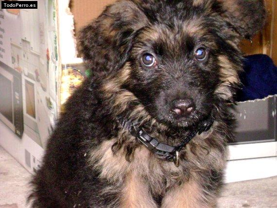 Foto del perro N-lobito