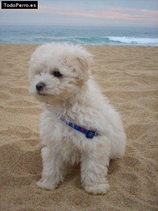 La foto del perro Horacio Foto del perro Horacio