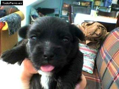 Foto del perro Morita