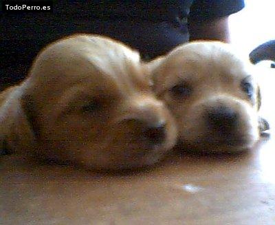 Foto del perro Chorro