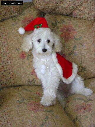 La foto del perro Julieta Foto del perro Julieta