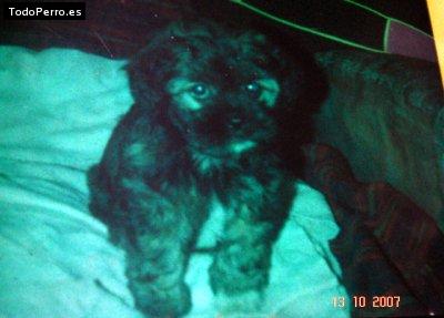 La foto del perro Chuvis Foto del perro Chuvis