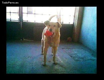 Foto del perro Bongo