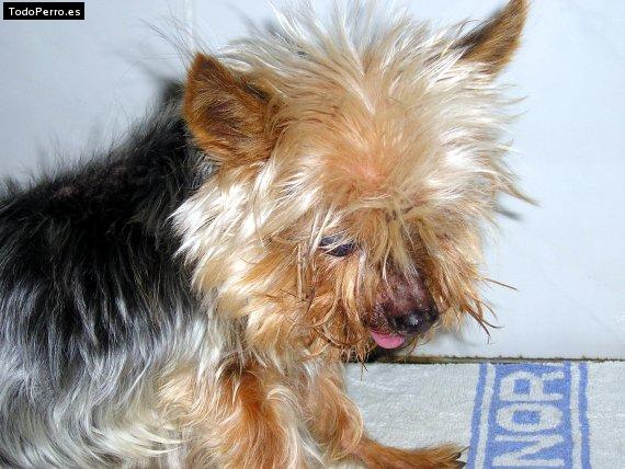 Foto del perro Borg