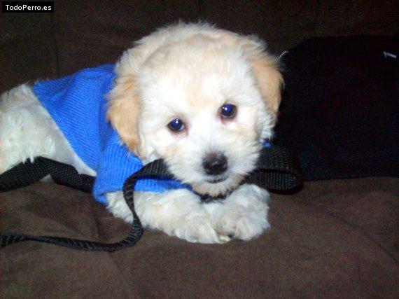 Foto del perro Romi