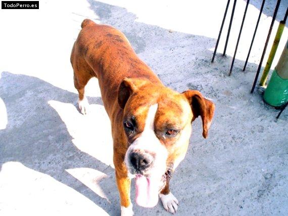 Foto del perro Jenifer
